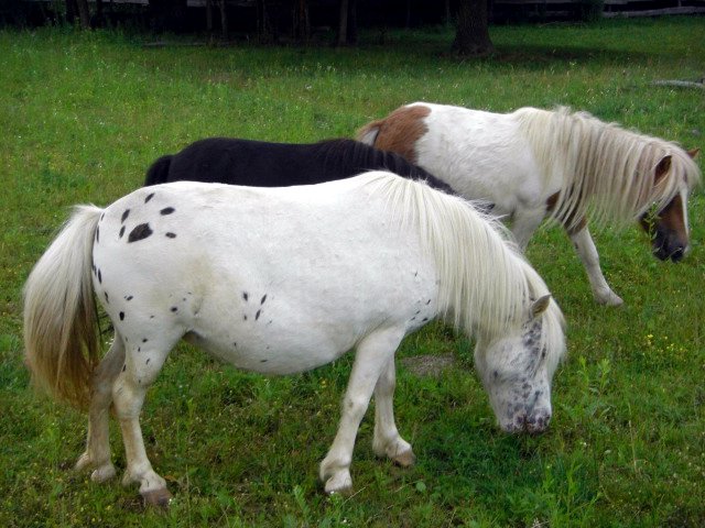 Mini Appaloosa