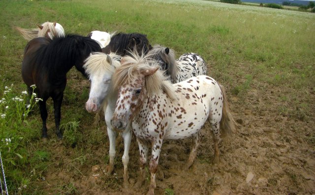 Mini Appaloosa